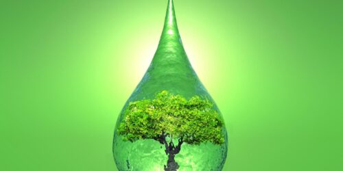 zielone drzewo w kropli wody
